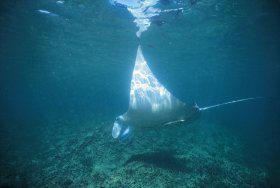 Manta Ray Bay Dive Site